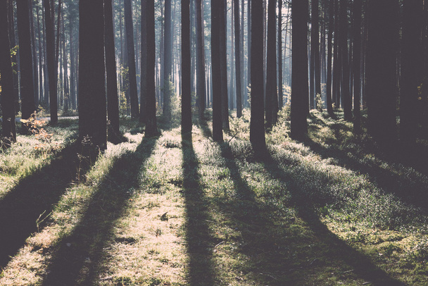 Το πρωί της Κυριακής δοκάρια στο φθινόπωρο δάσος - ρετρό, vintage - Φωτογραφία, εικόνα
