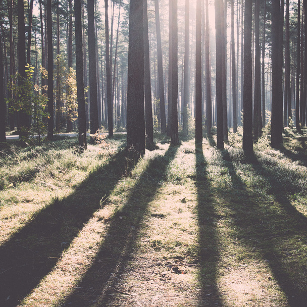 Ранкові сонячні промені в осінньому лісі - ретро, вінтаж
 - Фото, зображення