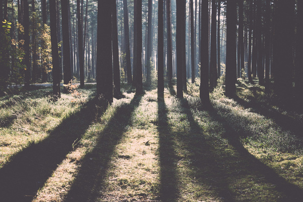 Το πρωί της Κυριακής δοκάρια στο φθινόπωρο δάσος - ρετρό, vintage - Φωτογραφία, εικόνα