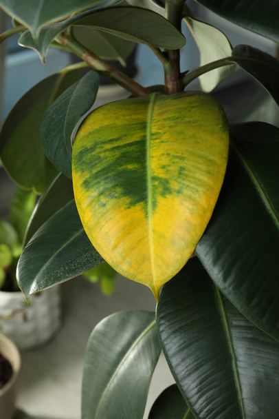 Houseplant with leaf blight disease, closeup view - Фото, изображение