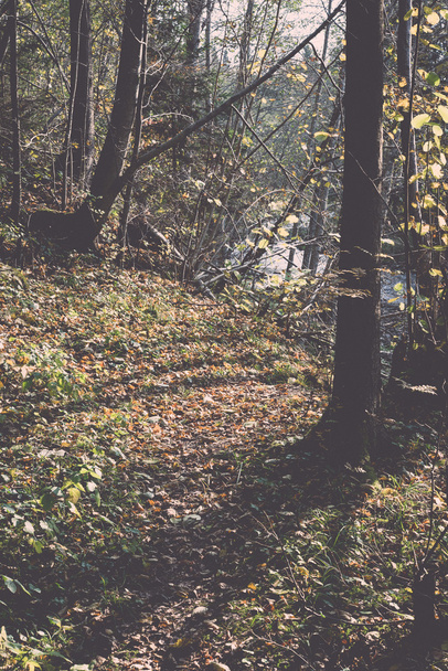 sonbahar renkli Turizm trail ormanda - retro, vintage - Fotoğraf, Görsel