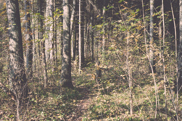 autumn colored tourism trail in the woods - retro, vintage - Zdjęcie, obraz