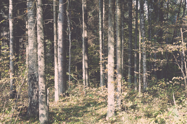 erdei fák, őszi színek, vidéken - retro, vintage - Fotó, kép