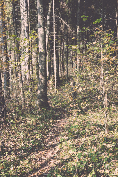 autumn colored tourism trail in the woods - retro, vintage - Zdjęcie, obraz