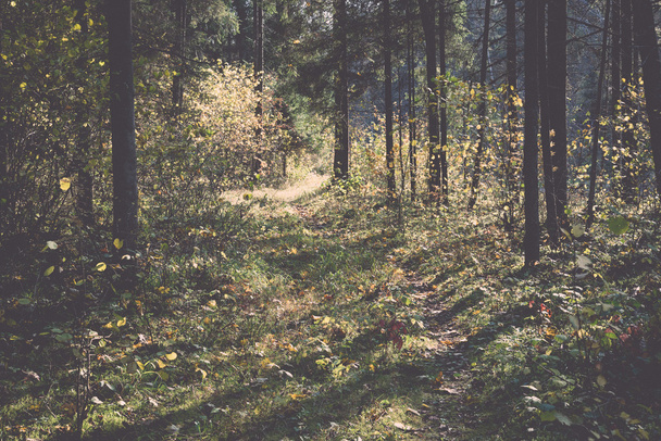 őszi színű turizmus trail az erdőben - retro, vintage - Fotó, kép