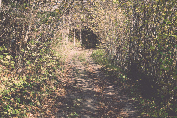 φθινόπωρο χρωματιστά τουρισμού μονοπάτι στο δάσος - ρετρό, vintage - Φωτογραφία, εικόνα