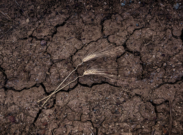 Два колосьев пшеницы лежат в земле, поверхность сельскохозяйственного поля сверху. Проект, концепция продовольственного кризиса - Фото, изображение