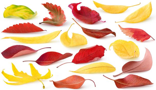 Isolated fallen autumn leaves. Collection of red and yellow leaves of trees and shrubs lying on the ground isolated on white background - Fotoğraf, Görsel