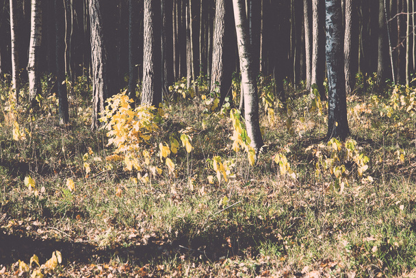 осінній кольоровий туристичний шлях у лісі ретро, вінтажний
 - Фото, зображення