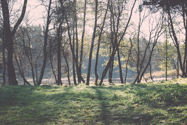 Güneş ışınları ve gölgeler - retro, v ile parlak yeşil park peyzaj - Fotoğraf, Görsel