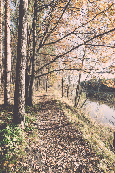 podzimní barevné turistická stezka v lese - retro a vintage - Fotografie, Obrázek