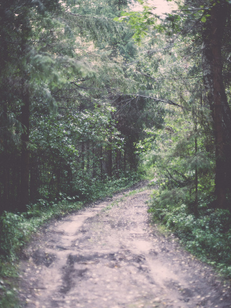 lesní cesta s sluneční paprsky ráno - retro a vintage - Fotografie, Obrázek