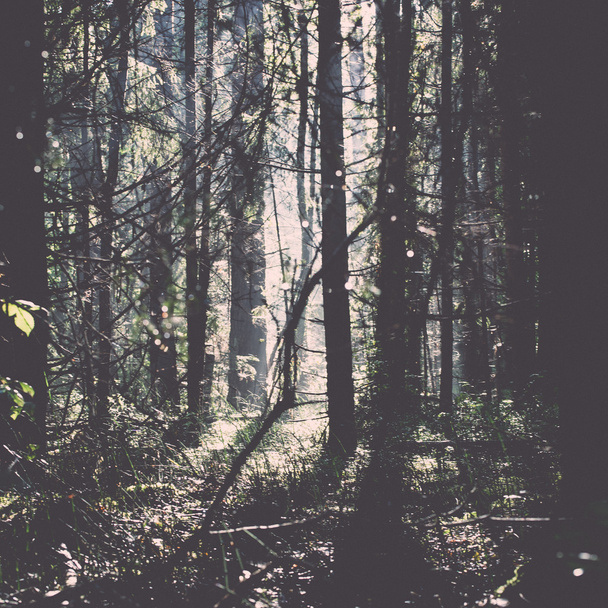 orman yolu ile güneş ışınları sabah - retro, vintage - Fotoğraf, Görsel