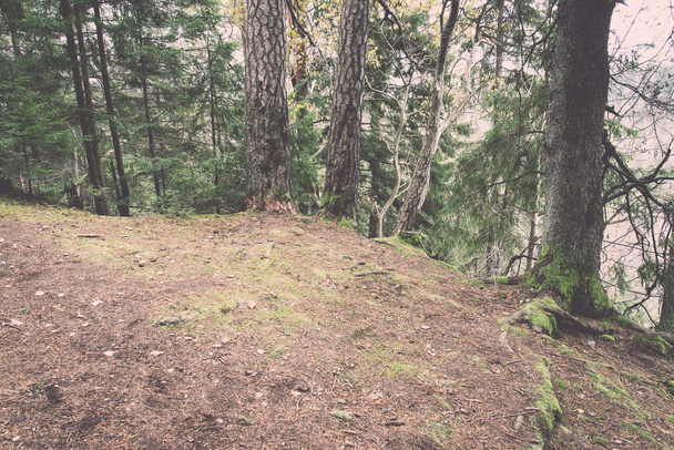 Туристическая тропа осеннего цвета в лесу - ретро, винтаж
 - Фото, изображение