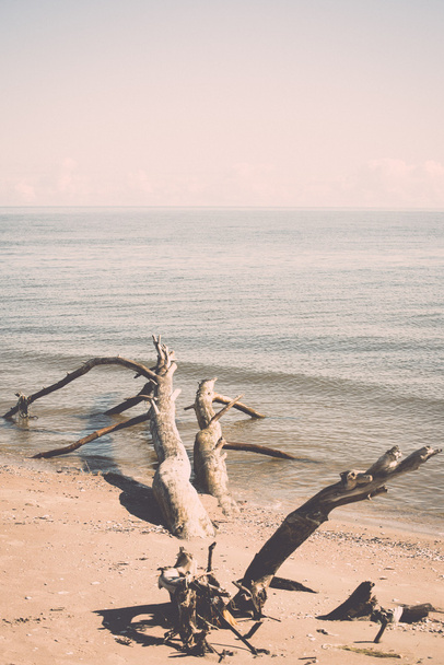 strand skyline met oude boomstammen in water - retro, vintage - Foto, afbeelding