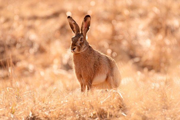 European hare (Lepus europaeus) medium-sized mammal with long ears sits in a field among grasses, viewed on a sunny day. - Foto, imagen