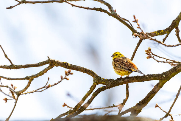 Yellowhammer - Emberiza citrinella - a male little bird with a yellow-orange mating appearance, sitting on a tree branch and looking around, sunny summer day. - Foto, Imagem