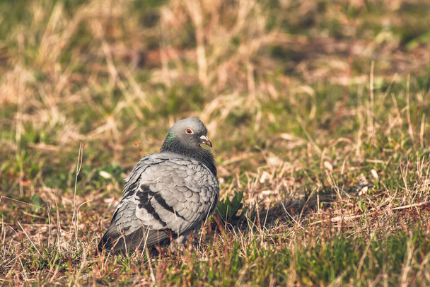 Rock dove - Columba livia - a popular medium-sized bird with grayish plumage sits on the green grass and rests on a sunny summer day. - Fotó, kép