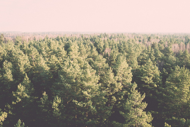 vista panoramica della foresta nebbiosa - retro, vintage
 - Foto, immagini