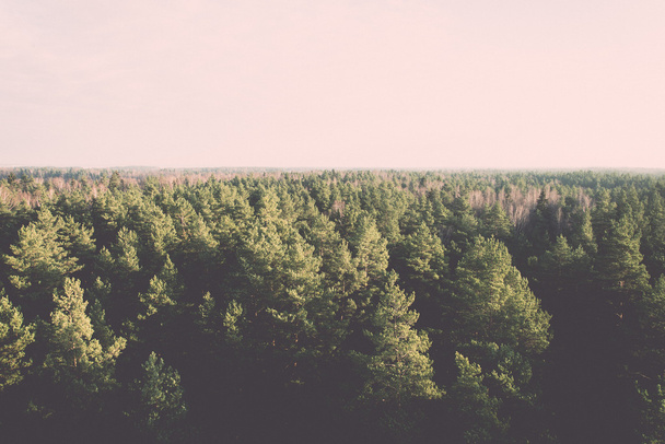 πανοραμική άποψη του ομιχλώδες δάσος - ρετρό, vintage - Φωτογραφία, εικόνα