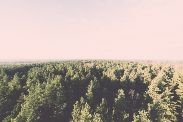 πανοραμική άποψη του ομιχλώδες δάσος - ρετρό, vintage - Φωτογραφία, εικόνα