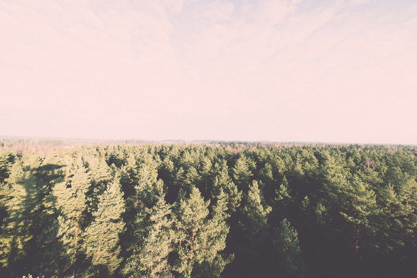 панорамний вид на туманний ліс - ретро, вінтажний
 - Фото, зображення