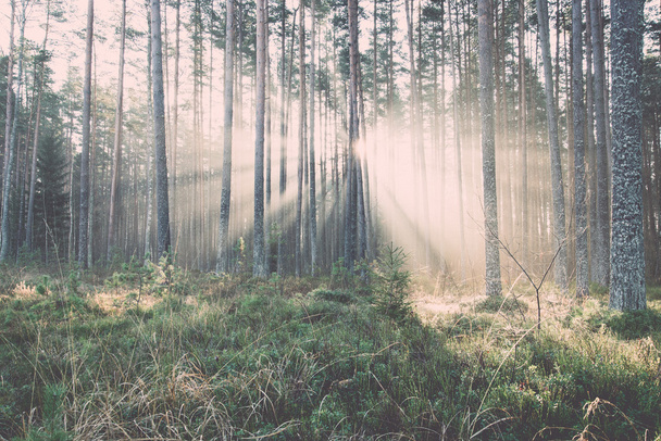 piękne światło belki w lesie drzew - retro, vintage - Zdjęcie, obraz