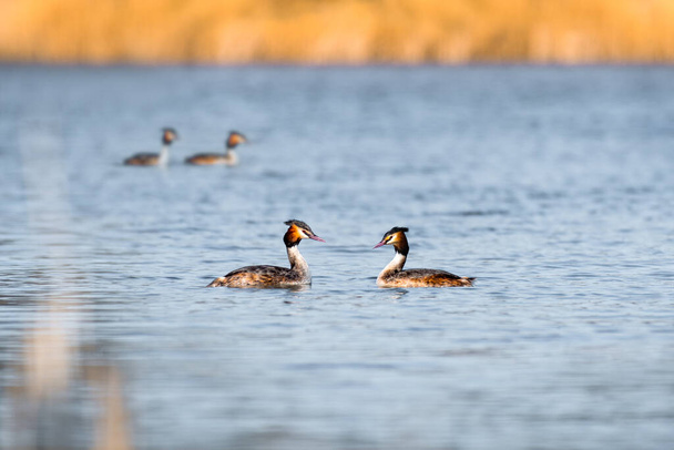 Great crested grebe - Podiceps cristatus - medium-sized water birds perform a pair mating ritual on a lake by the shore overgrown with reeds, summer day. - Photo, Image