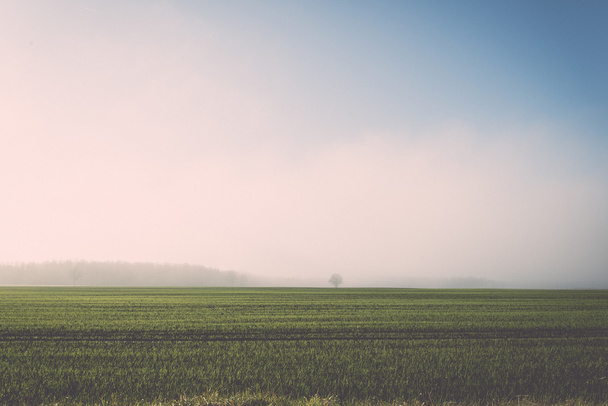 beautiful green meadow in heavy mist - retro, vintage - Photo, Image