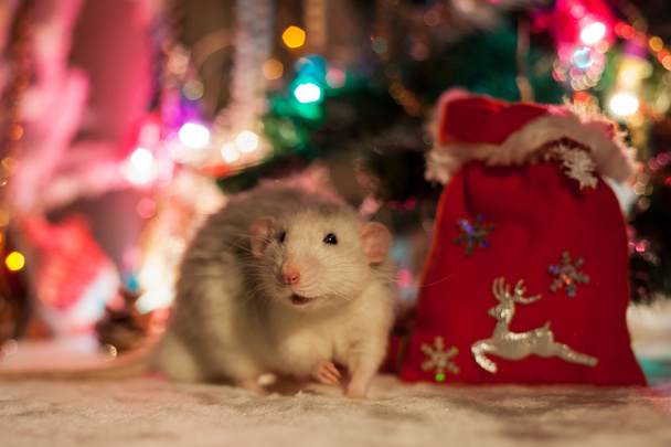 Decorative home rat on a background of Christmas decorations - Foto, Imagem