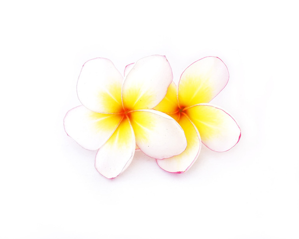frangipani virág elszigetelt fehér háttér - Fotó, kép