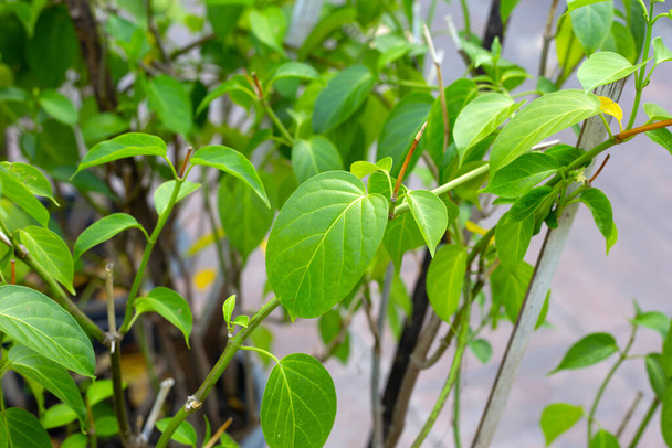 Gurmar medicinal plant, Fresh leaves of herb - Fotó, kép