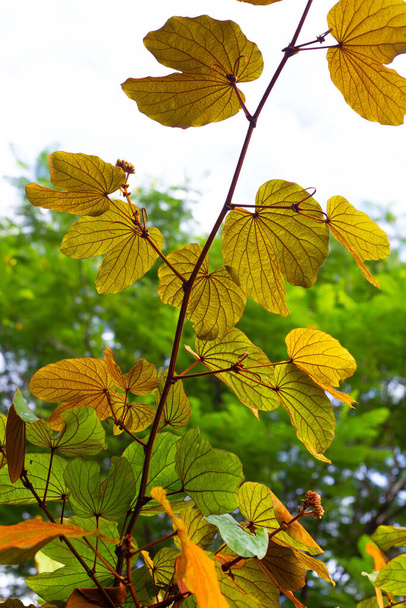 Bauhinia aureifolia veya altın yapraklı bauhinia - Fotoğraf, Görsel