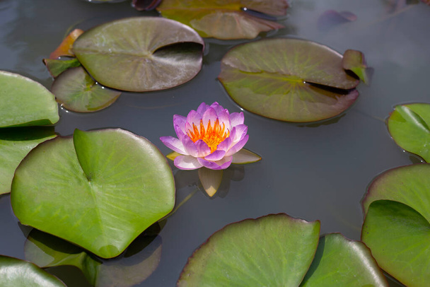 Nymphaea lotus flower with leaves, Beautiful blooming water lily - Foto, Bild