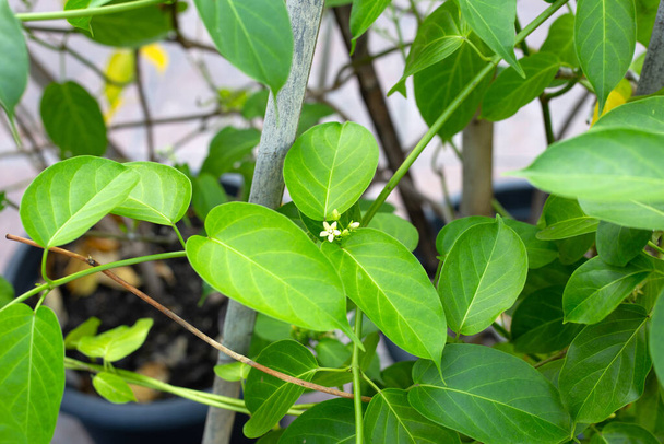 Gurmar medicinal plant, Fresh leaves of herb - Foto, afbeelding