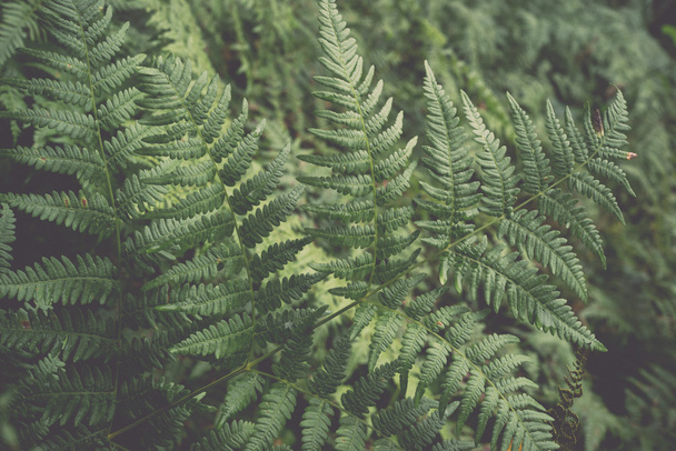 green foliage background - retro, vintage - Фото, зображення