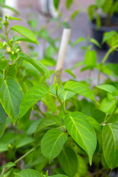 Gurmar medicinal plant, Fresh leaves of herb - Fotó, kép
