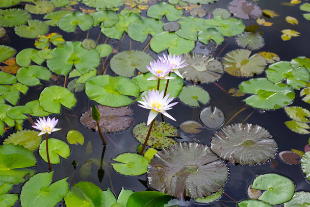 Nymphaea lotus flower with leaves, Beautiful blooming water lily - 写真・画像