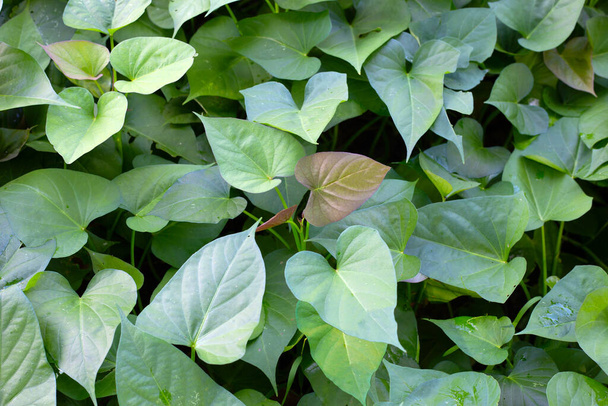 Green leaves of sweet potato plant - Photo, image