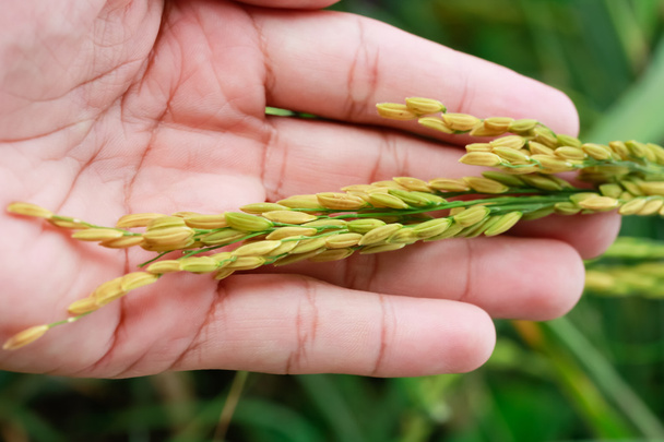 Золотой рис на руках, видимо, некоторые семена в Таиланде
. - Фото, изображение