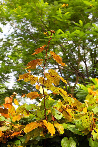 Bauhinia aureifolia or gold leaf bauhinia - Photo, Image