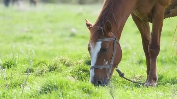 Cavallo di castagno sottile che mangia erba mentre pascola nei pascoli dell'azienda agricola. - Filmati, video