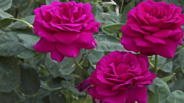 Red Roses in the Rose Garden. - Video, Çekim