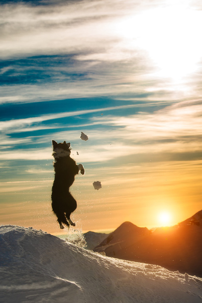 Border collie hyppää lumeen
 - Valokuva, kuva