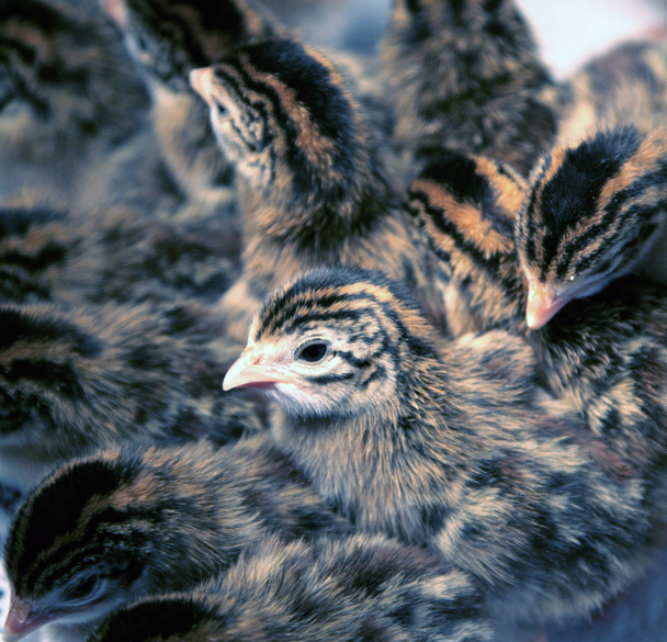 Keets de aves de Guiné recém-nascidas
 - Foto, Imagem