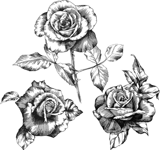 Набор векторов контуров роз. Цветы нарисованы вручную. - Вектор,изображение