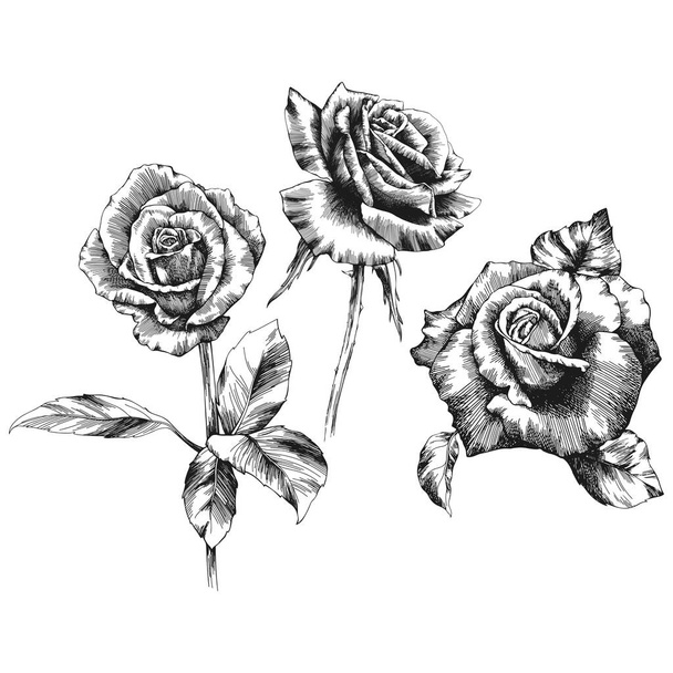 Roses outline vector set. Flowers hand drawn. - Vector, Image