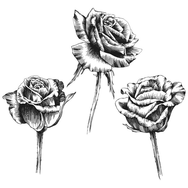 Roses outline vector set. Flowers hand drawn. - Vektor, Bild