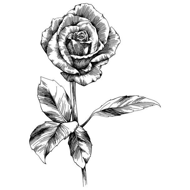 Rose flower hand drawn. Vector sketch on white background. - Vektor, kép