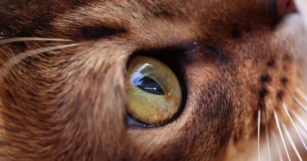 Macro moving eye of a brown cat, close-up. The kitten looks up, slow motion. Home pet, natural light - Materiaali, video